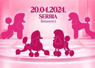 Изложба малих паса на школском