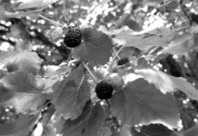 Најстарији становник Шимановаца